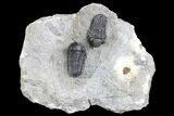 Two Detailed Gerastos Trilobite Fossils - Morocco #134098-5
